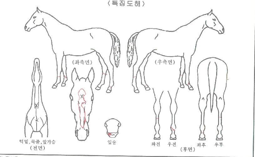 ÆÄÀÌÆ®µå¸²ÀÇ Ãø¸é,¿ì¸é,µÞ¸é,µÎ»ó,´Ù¸®ÀÇ Æ¯Â¡µµÇØ