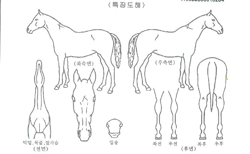 ´«²É¿©¿ÕÀÇ Ãø¸é,¿ì¸é,µÞ¸é,µÎ»ó,´Ù¸®ÀÇ Æ¯Â¡µµÇØ