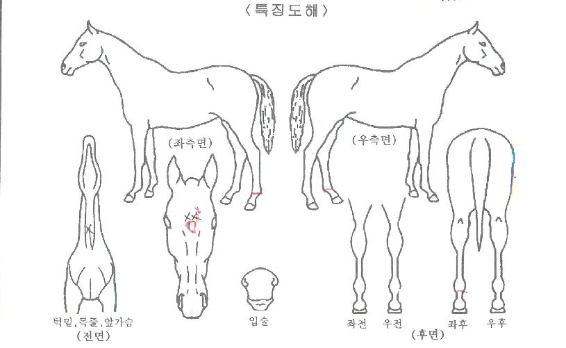 ½ºÆ®·Õ¸¶ÀεåÀÇ Ãø¸é,¿ì¸é,µÞ¸é,µÎ»ó,´Ù¸®ÀÇ Æ¯Â¡µµÇØ