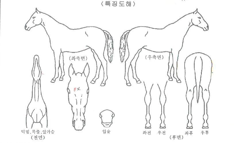 ���̴����� ����,���,�޸�,�λ�,�ٸ��� Ư¡����