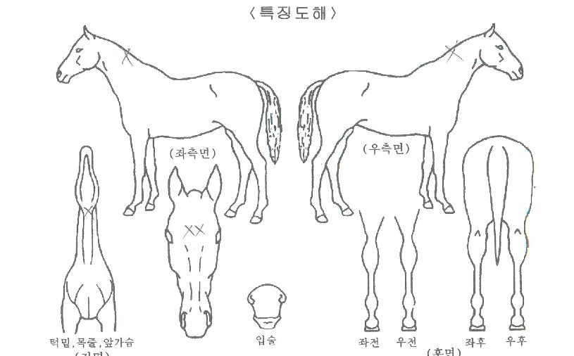 ¼±ÆÄÀÌÆÃÀÇ Ãø¸é,¿ì¸é,µÞ¸é,µÎ»ó,´Ù¸®ÀÇ Æ¯Â¡µµÇØ