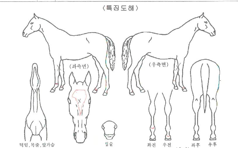 õ�⸶���ڸ��� ����,���,�޸�,�λ�,�ٸ��� Ư¡����