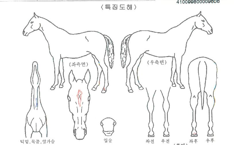 Èæ¹Ù¶÷ÀÚ¸¶ÀÇ Ãø¸é,¿ì¸é,µÞ¸é,µÎ»ó,´Ù¸®ÀÇ Æ¯Â¡µµÇØ