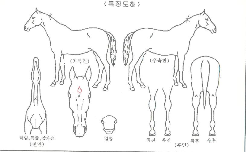 ������������ ����,���,�޸�,�λ�,�ٸ��� Ư¡����