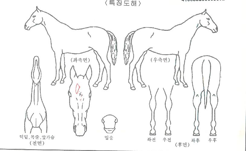 ½º·ç´õ½ºÄ«ÀÌÀÇ Ãø¸é,¿ì¸é,µÞ¸é,µÎ»ó,´Ù¸®ÀÇ Æ¯Â¡µµÇØ