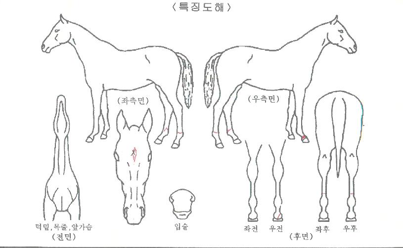 ���ڸ���ڸ��� ����,���,�޸�,�λ�,�ٸ��� Ư¡����