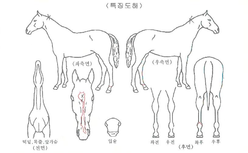 ¿¹½º¼Û´çÀÇ Ãø¸é,¿ì¸é,µÞ¸é,µÎ»ó,´Ù¸®ÀÇ Æ¯Â¡µµÇØ