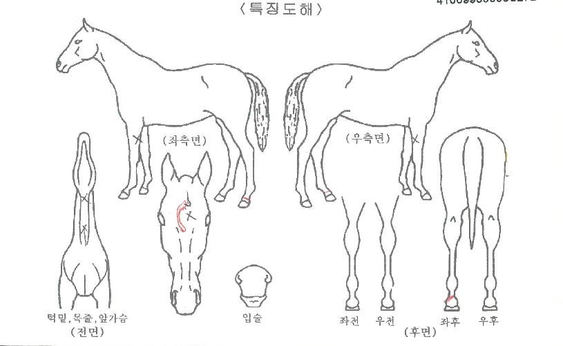 ´Þ¸®´Âºû±òÀÇ Ãø¸é,¿ì¸é,µÞ¸é,µÎ»ó,´Ù¸®ÀÇ Æ¯Â¡µµÇØ