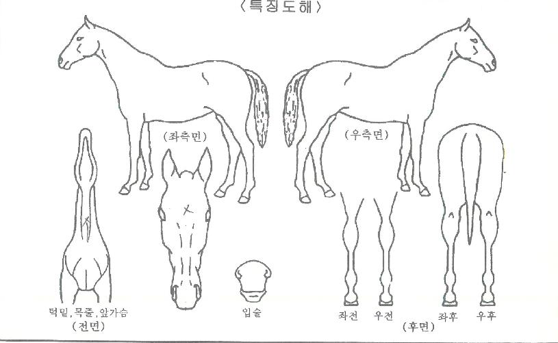 �ð��к�Ÿ���ڸ��� ����,���,�޸�,�λ�,�ٸ��� Ư¡����