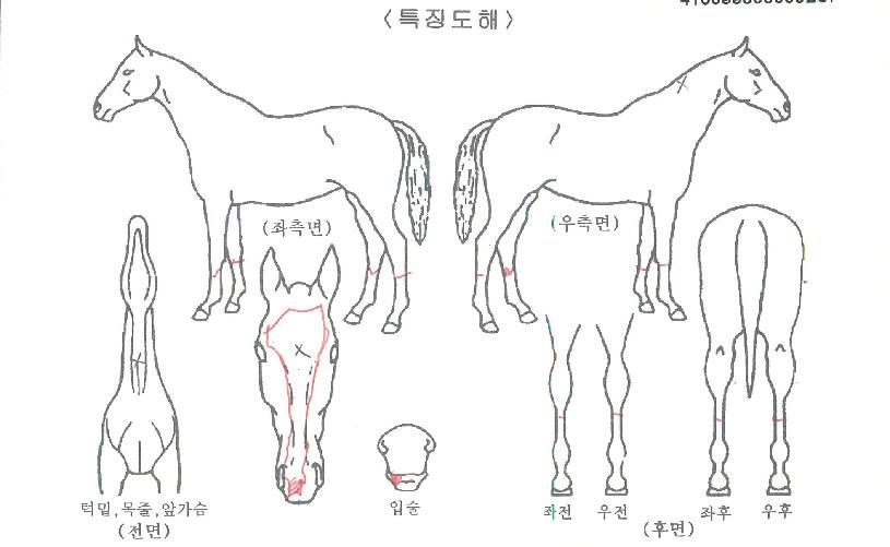 Åé¿Àºê縰ÀúÀÇ Ãø¸é,¿ì¸é,µÞ¸é,µÎ»ó,´Ù¸®ÀÇ Æ¯Â¡µµÇØ