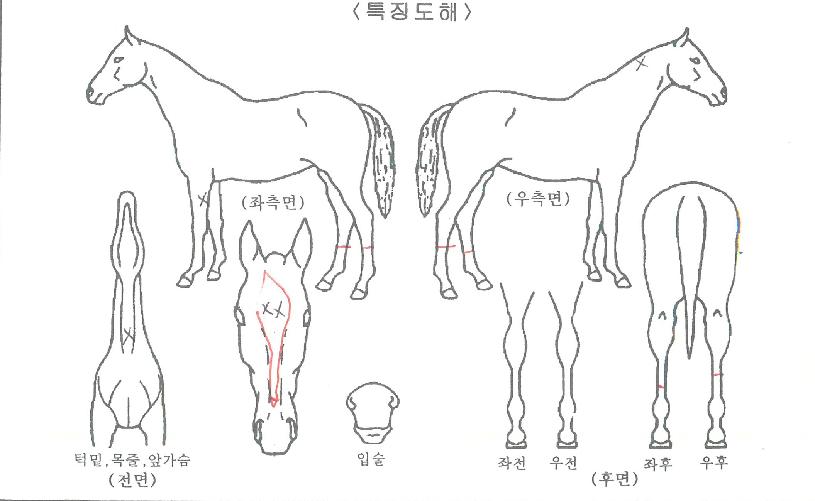 �۷ι������� ����,���,�޸�,�λ�,�ٸ��� Ư¡����