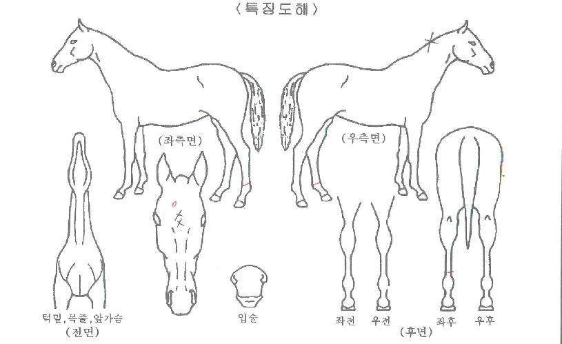 ū�ϱؼ��� ����,���,�޸�,�λ�,�ٸ��� Ư¡����