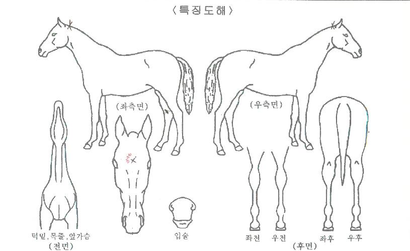 ³ìµÎÀå¼öÀÇ Ãø¸é,¿ì¸é,µÞ¸é,µÎ»ó,´Ù¸®ÀÇ Æ¯Â¡µµÇØ