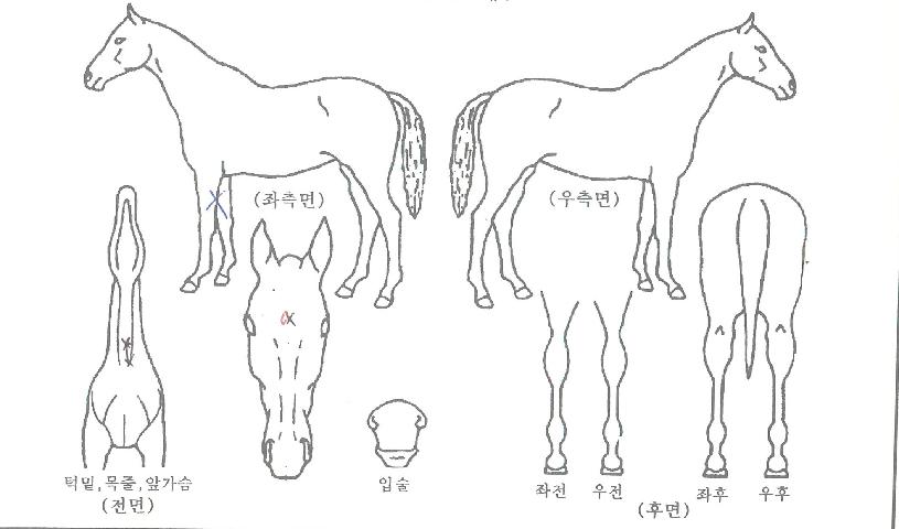 ��õ��� ����,���,�޸�,�λ�,�ٸ��� Ư¡����