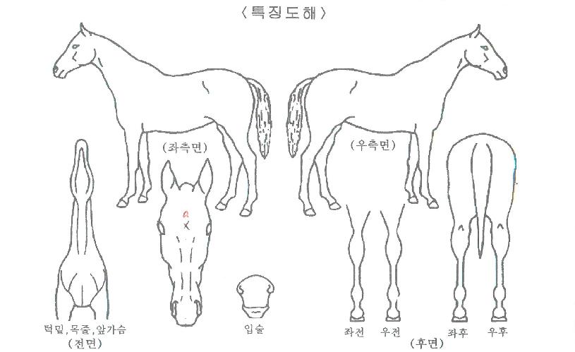 ·Î¿Ä³½½ÀÇ Ãø¸é,¿ì¸é,µÞ¸é,µÎ»ó,´Ù¸®ÀÇ Æ¯Â¡µµÇØ