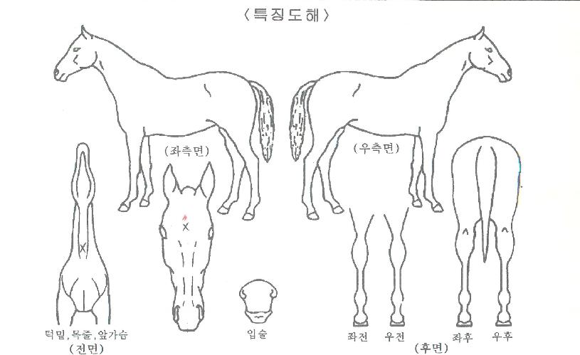 ���ϳ״��� ����,���,�޸�,�λ�,�ٸ��� Ư¡����