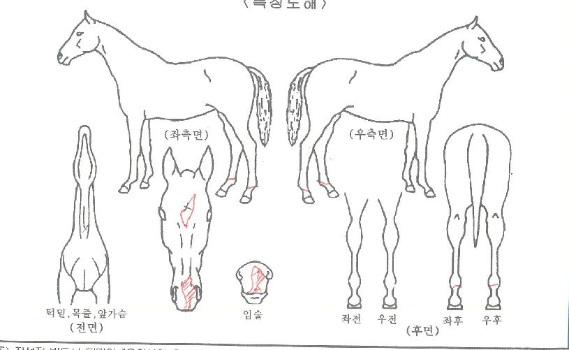 ����Ǳ��� ����,���,�޸�,�λ�,�ٸ��� Ư¡����