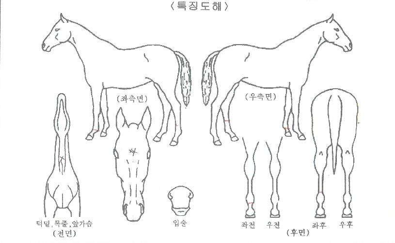 ±×·£µå¸¶½ºÅÍÀÇ Ãø¸é,¿ì¸é,µÞ¸é,µÎ»ó,´Ù¸®ÀÇ Æ¯Â¡µµÇØ