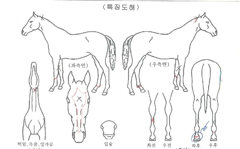 �ǿ������ξ��� ����,���,�޸�,�λ�,�ٸ��� Ư¡����