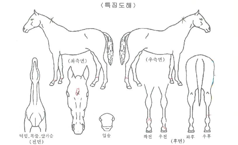 ¸¶¸®¾ÆÁÖÀÇ Ãø¸é,¿ì¸é,µÞ¸é,µÎ»ó,´Ù¸®ÀÇ Æ¯Â¡µµÇØ