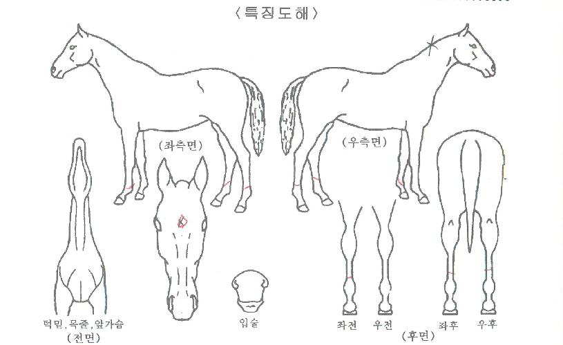 ´õó½ºÁªÀÚ¸¶ÀÇ Ãø¸é,¿ì¸é,µÞ¸é,µÎ»ó,´Ù¸®ÀÇ Æ¯Â¡µµÇØ
