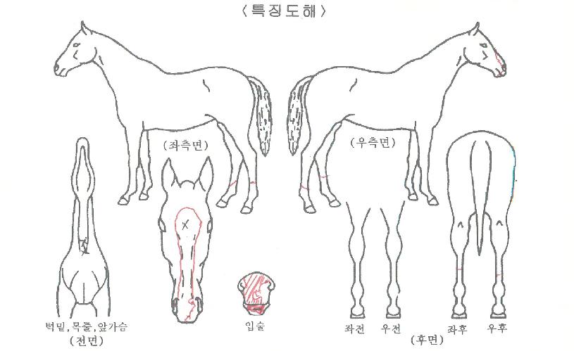 �����ǺҲ��� ����,���,�޸�,�λ�,�ٸ��� Ư¡����