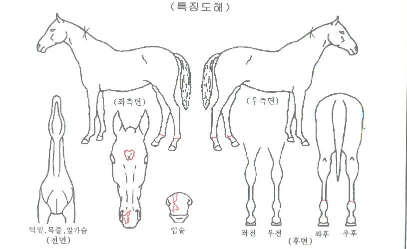 �հ����� ����,���,�޸�,�λ�,�ٸ��� Ư¡����