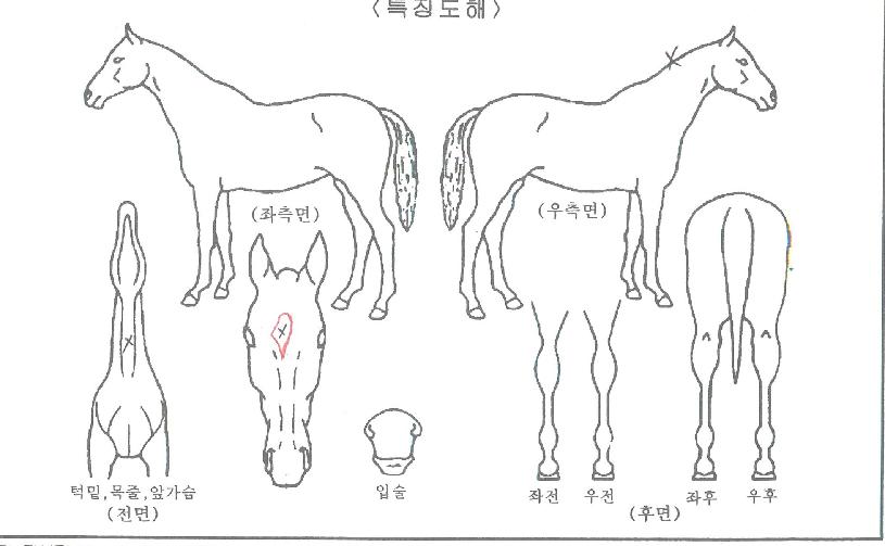 ���ǽ�ũ���� ����,���,�޸�,�λ�,�ٸ��� Ư¡����