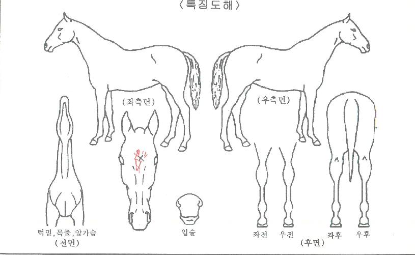 ��ٸ��������� ����,���,�޸�,�λ�,�ٸ��� Ư¡����