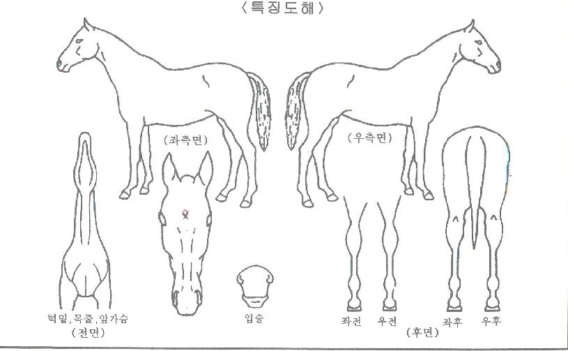 »õ³»ÆøÁÖÀÇ Ãø¸é,¿ì¸é,µÞ¸é,µÎ»ó,´Ù¸®ÀÇ Æ¯Â¡µµÇØ