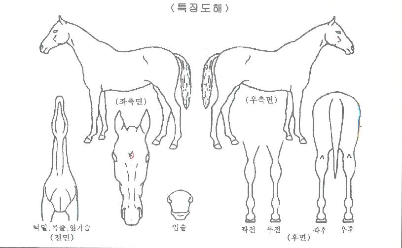 ���׷��̽��� ����,���,�޸�,�λ�,�ٸ��� Ư¡����