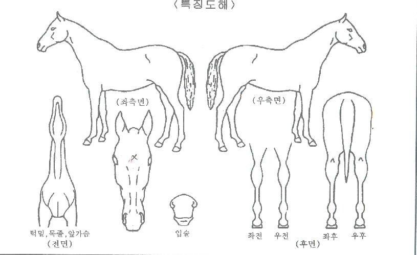 ¿¢¼³·±Æ®ÇÏÀÌÀÇ Ãø¸é,¿ì¸é,µÞ¸é,µÎ»ó,´Ù¸®ÀÇ Æ¯Â¡µµÇØ