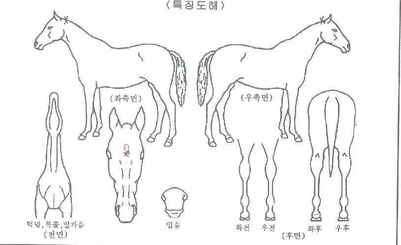 ¿ÍÀ̾î¿ÍÀ̾îÀÚ¸¶ÀÇ Ãø¸é,¿ì¸é,µÞ¸é,µÎ»ó,´Ù¸®ÀÇ Æ¯Â¡µµÇØ