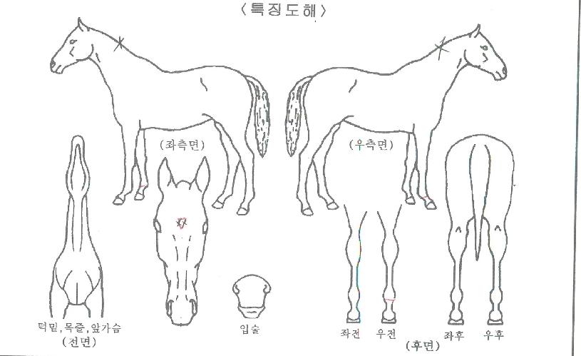 ·Îµå·ÎÁîÀÇ Ãø¸é,¿ì¸é,µÞ¸é,µÎ»ó,´Ù¸®ÀÇ Æ¯Â¡µµÇØ