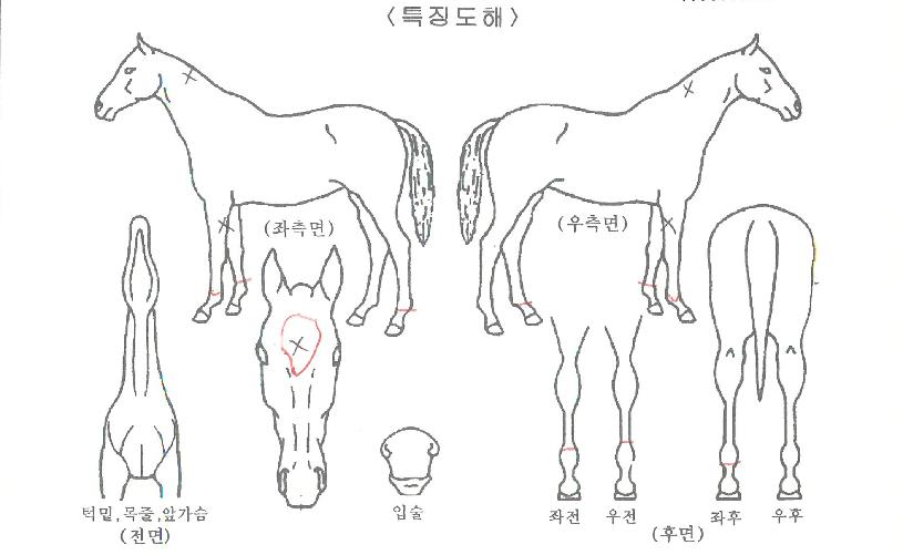 �����̿����� ����,���,�޸�,�λ�,�ٸ��� Ư¡����