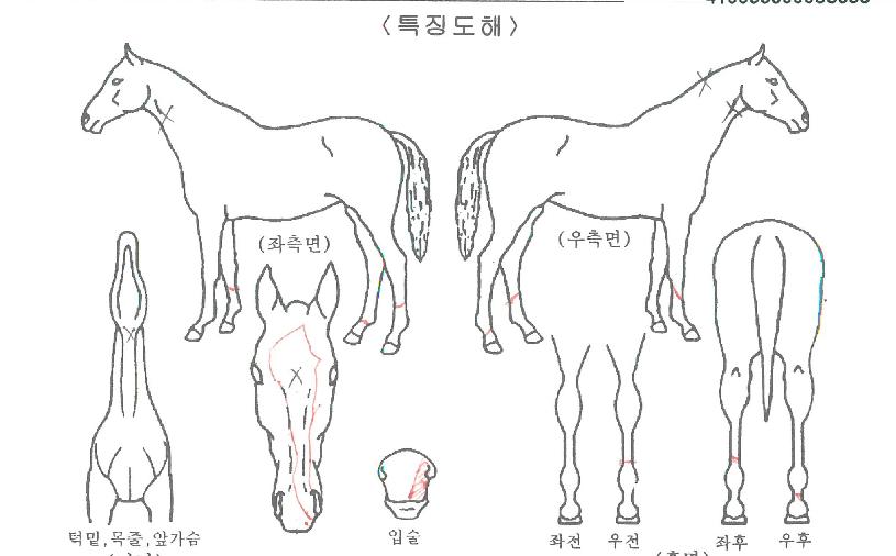 ��ī�̸��� ����,���,�޸�,�λ�,�ٸ��� Ư¡����