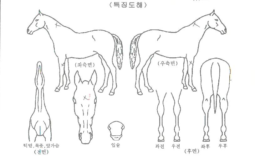 ºí·ç¿ÀÅ©ÀÇ Ãø¸é,¿ì¸é,µÞ¸é,µÎ»ó,´Ù¸®ÀÇ Æ¯Â¡µµÇØ