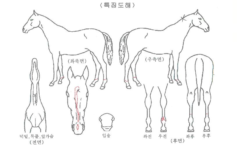 Æä¸£µðµµÆÐ¼ÇÀÇ Ãø¸é,¿ì¸é,µÞ¸é,µÎ»ó,´Ù¸®ÀÇ Æ¯Â¡µµÇØ