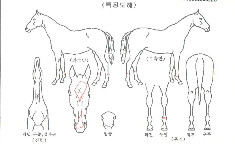 ¹«ºñºê¶ó´õÀÇ Ãø¸é,¿ì¸é,µÞ¸é,µÎ»ó,´Ù¸®ÀÇ Æ¯Â¡µµÇØ