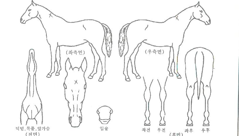 û´ãÇöóÀ×ÀÇ Ãø¸é,¿ì¸é,µÞ¸é,µÎ»ó,´Ù¸®ÀÇ Æ¯Â¡µµÇØ