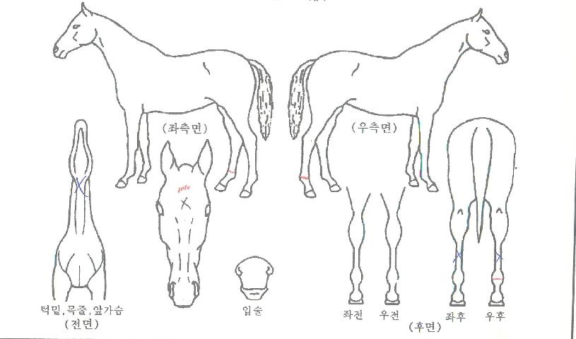 ¾î¹Ù¿ô¼¶½ÌÀÇ Ãø¸é,¿ì¸é,µÞ¸é,µÎ»ó,´Ù¸®ÀÇ Æ¯Â¡µµÇØ