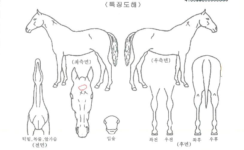 ±×¸°¸¶¿îƾÀÇ Ãø¸é,¿ì¸é,µÞ¸é,µÎ»ó,´Ù¸®ÀÇ Æ¯Â¡µµÇØ