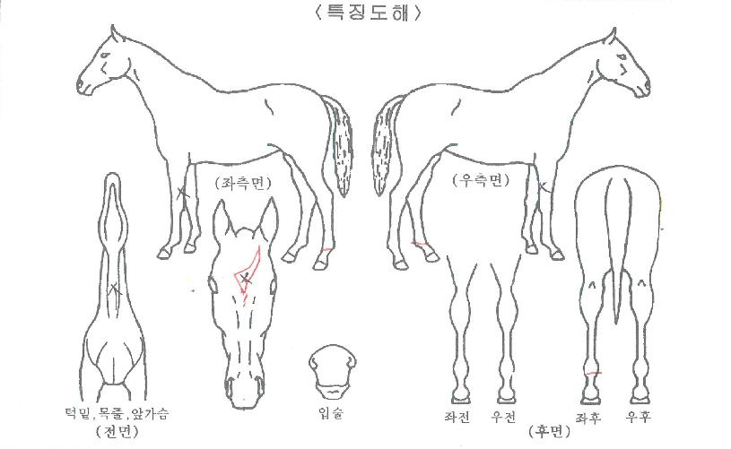 ¿£Á©À©µåÀÇ Ãø¸é,¿ì¸é,µÞ¸é,µÎ»ó,´Ù¸®ÀÇ Æ¯Â¡µµÇØ