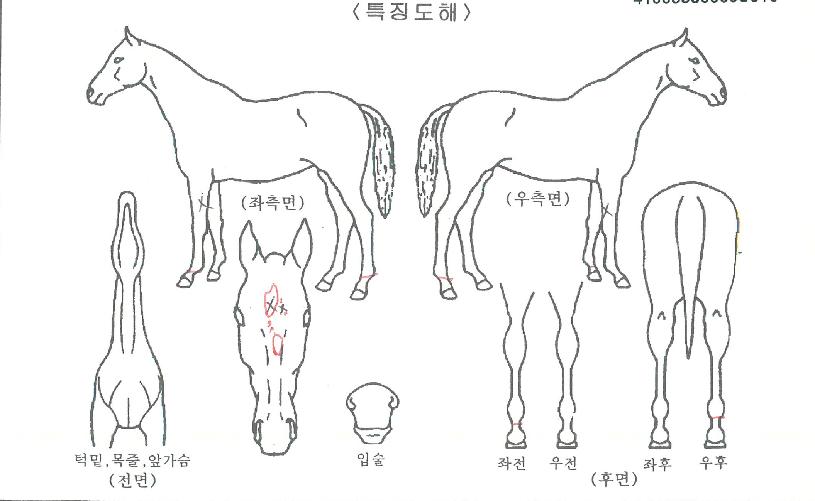 ´ÙÀ̾ÆÅ°ÀÇ Ãø¸é,¿ì¸é,µÞ¸é,µÎ»ó,´Ù¸®ÀÇ Æ¯Â¡µµÇØ