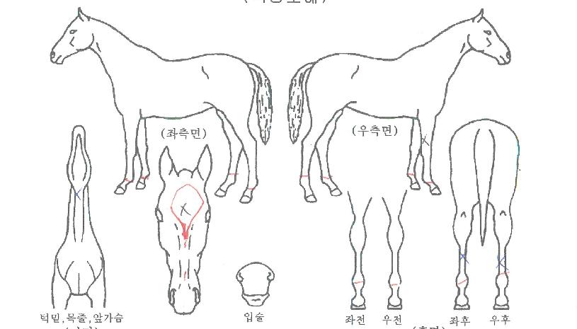 ¿ÀÄÉÀ̯ÀÇ Ãø¸é,¿ì¸é,µÞ¸é,µÎ»ó,´Ù¸®ÀÇ Æ¯Â¡µµÇØ