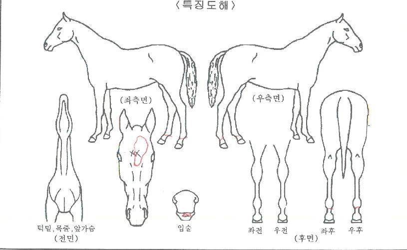 Áúdz¹é±¤ÀÇ Ãø¸é,¿ì¸é,µÞ¸é,µÎ»ó,´Ù¸®ÀÇ Æ¯Â¡µµÇØ