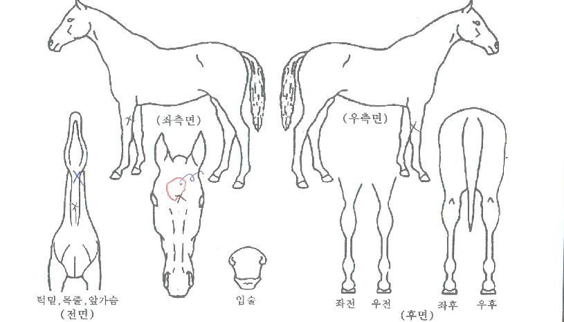 ÇÏÀÌÆÛÄ«ÀÇ Ãø¸é,¿ì¸é,µÞ¸é,µÎ»ó,´Ù¸®ÀÇ Æ¯Â¡µµÇØ