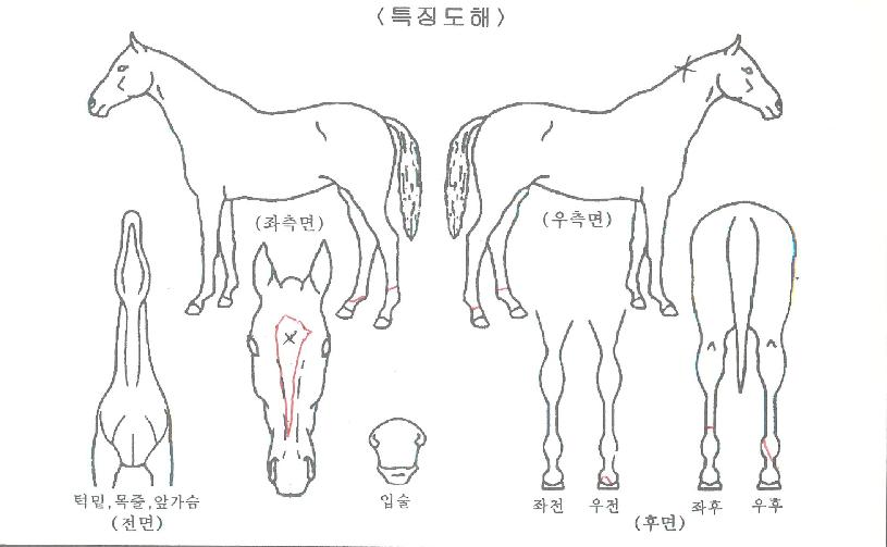 ����ó���ڸ��� ����,���,�޸�,�λ�,�ٸ��� Ư¡����