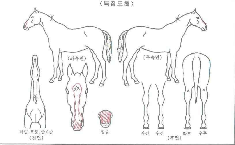 �ǹ����� ����,���,�޸�,�λ�,�ٸ��� Ư¡����