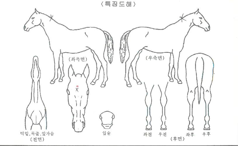 ������ ����,���,�޸�,�λ�,�ٸ��� Ư¡����